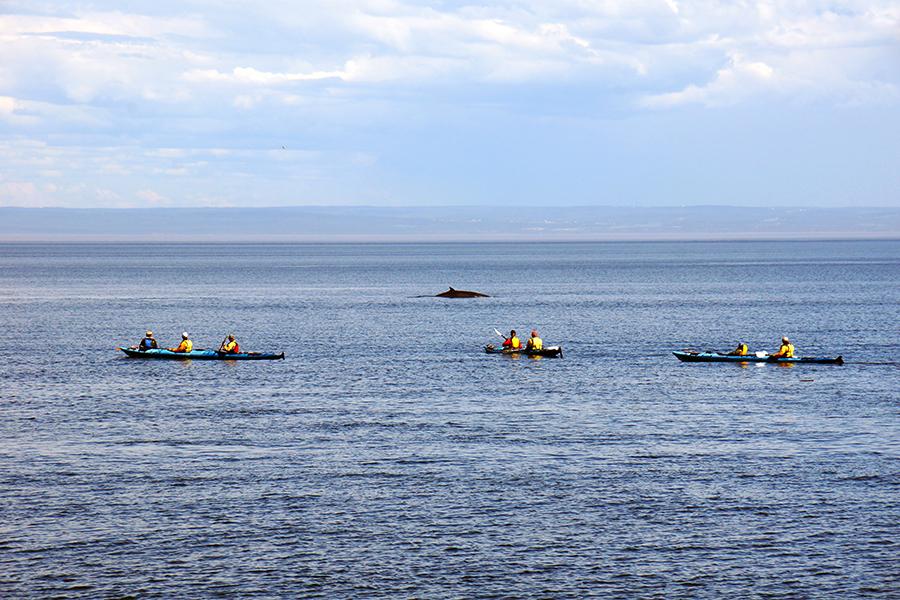 Whale watching from a kayak was an unforgettable experience