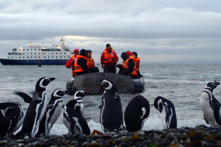 Get close to an immense colony of Magellanic penguins