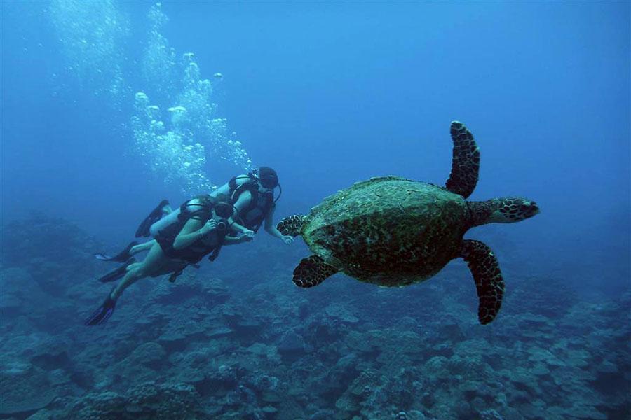 Pacific Divers offer the cheapest dives on the island