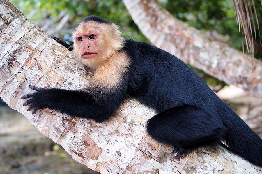 Tortuguero National Park boasts abundant wildlife