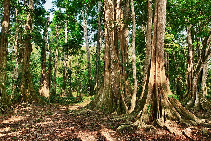 Take the opportunity to explore the rainforest