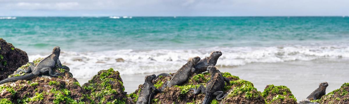 Iguanas on the rocks in Galapagos Islands | Travel Nation
