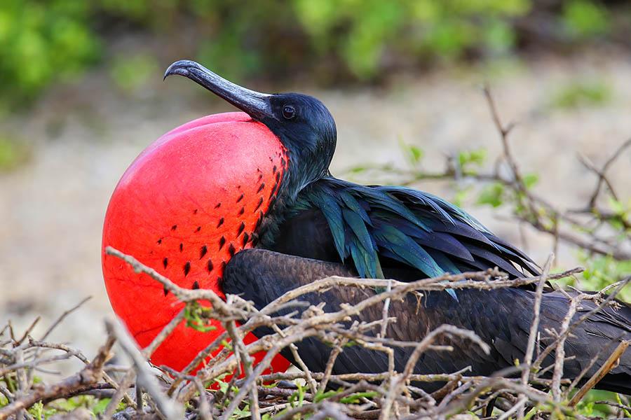 Male Great Frigatebird | Galapagos islands