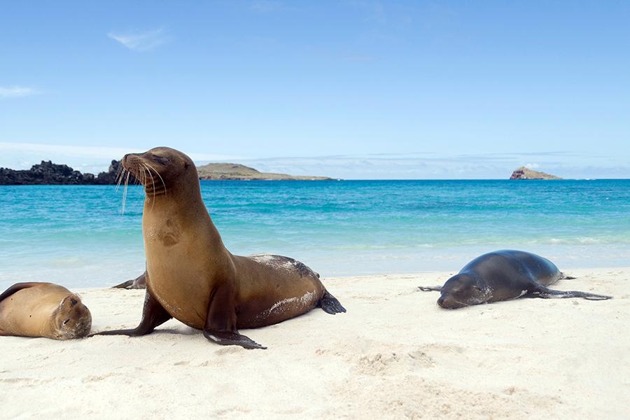 Explore the islands and discover the spectacular wildlife