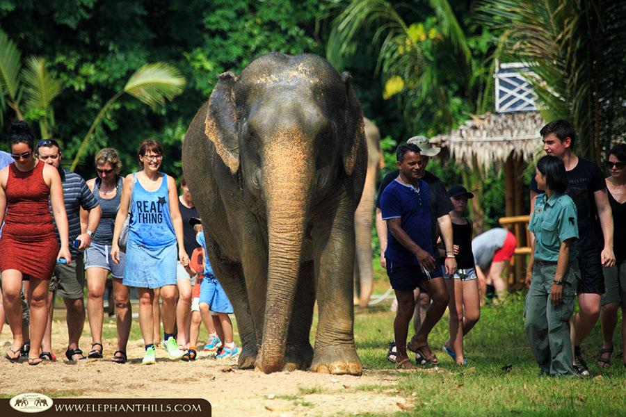 Spend time with these magnificent creatures and the mahouts that look after them from birth