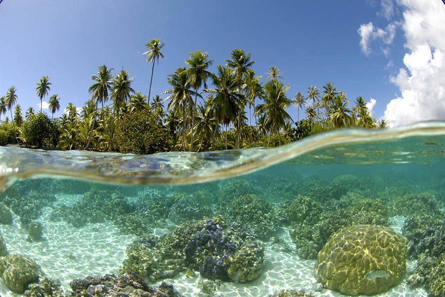 Spot tropical fish as you snorkel through the shallow coral garden