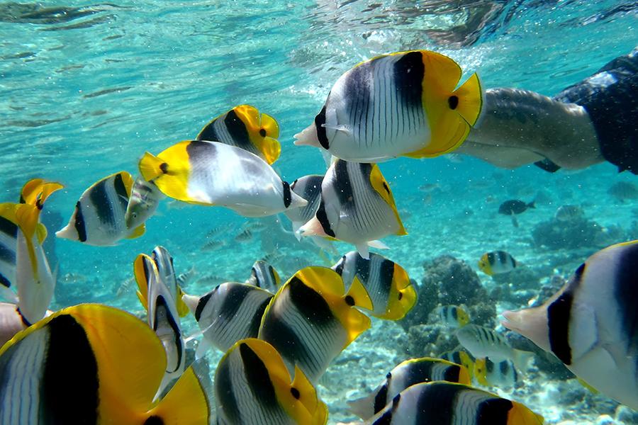 Catch a glimpse of the exotic underwater world