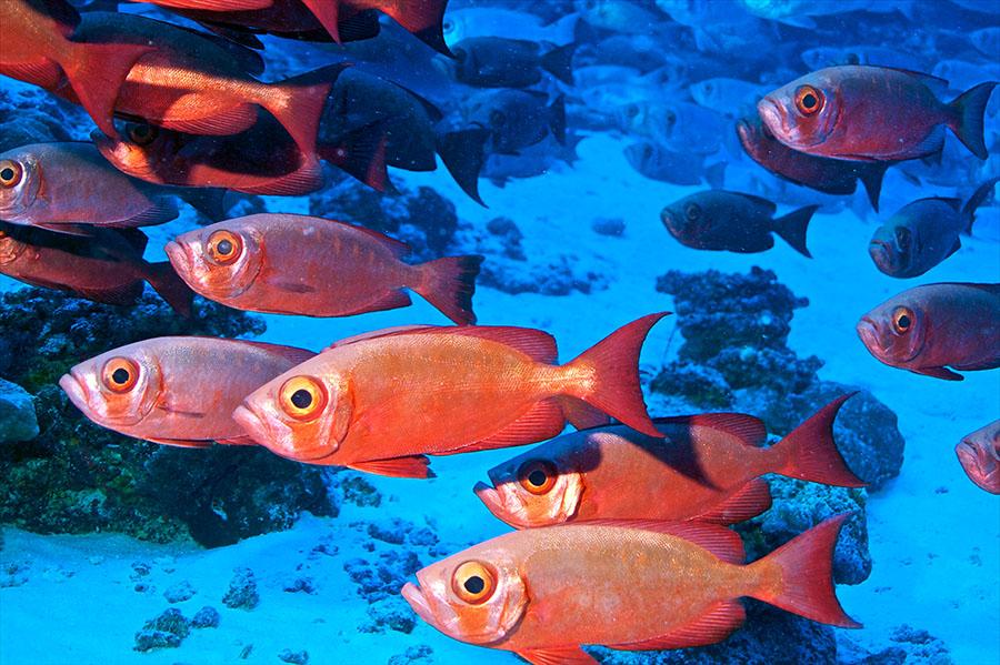 Try out the spectacular diving in Rangiroa