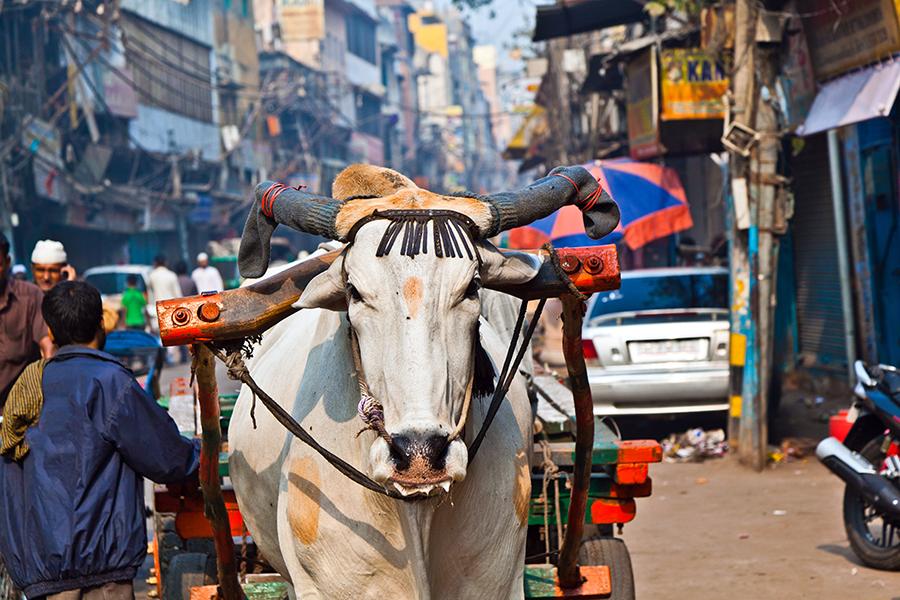 An ox in Old Delhi, Delhi, India