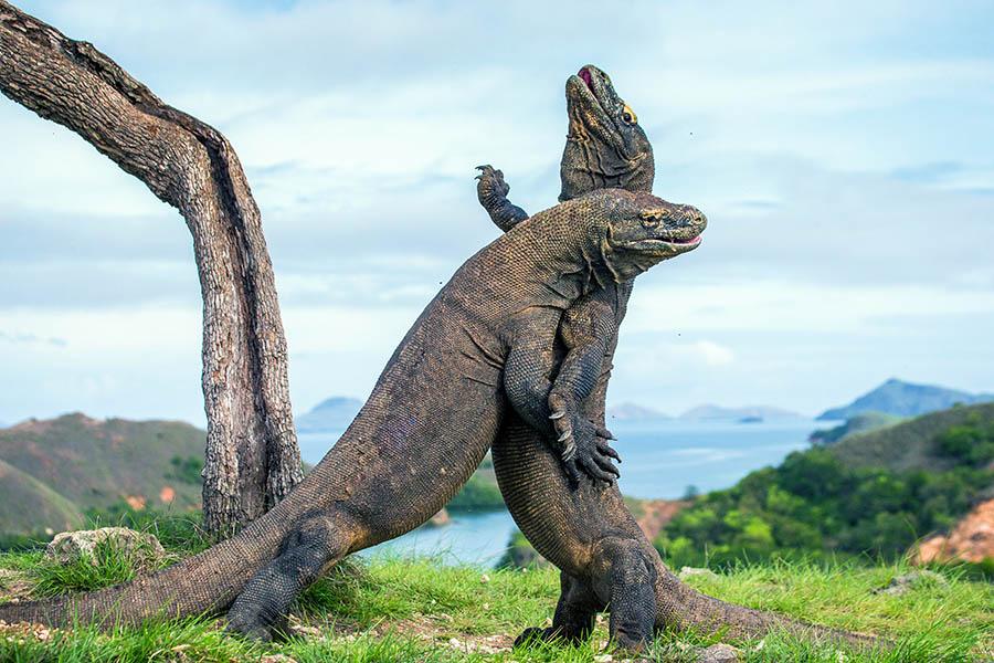 Spot the famous Komodo dragons 