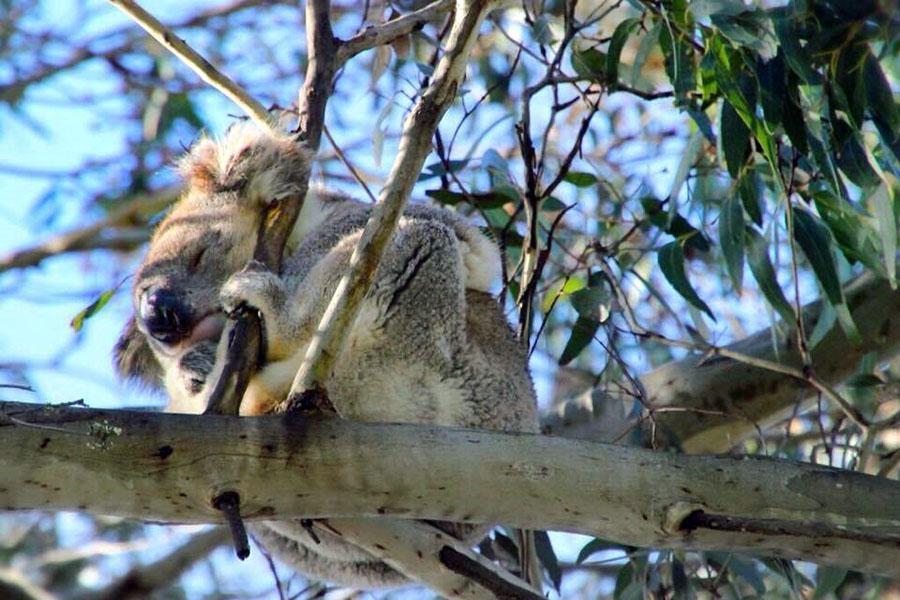 Kangaroo Island is a wildlife paradise!