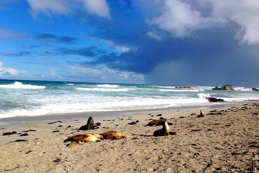 Seal Bay, Kangaroo Island