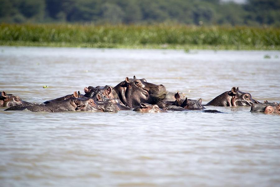Hippos in Lake Naivasha, Great Rift Valley, Kenya