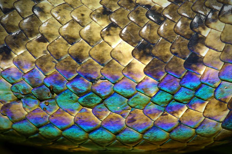 The rainbow skin of the Malagasy Tree Boa