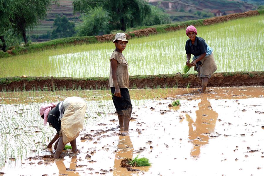 Fiadanana is surrounded by rice fields and beautiful landscapes