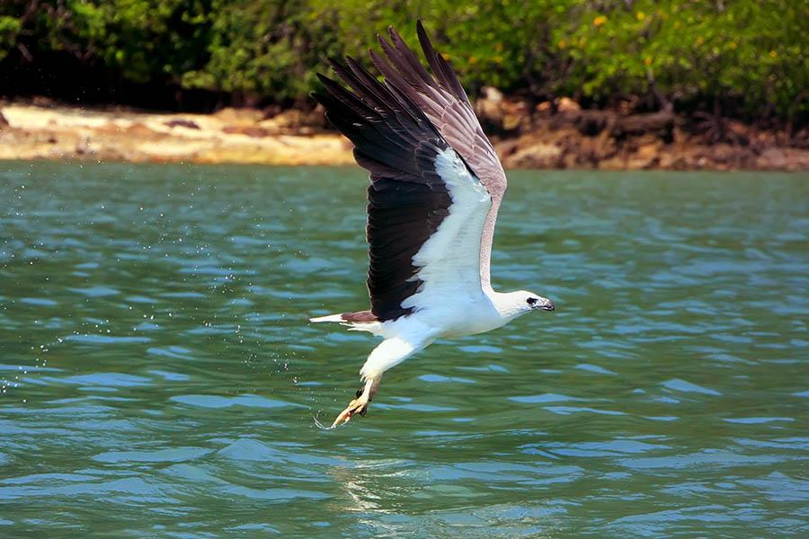 Keep a lookout for eagles as you cruise through the wetlands