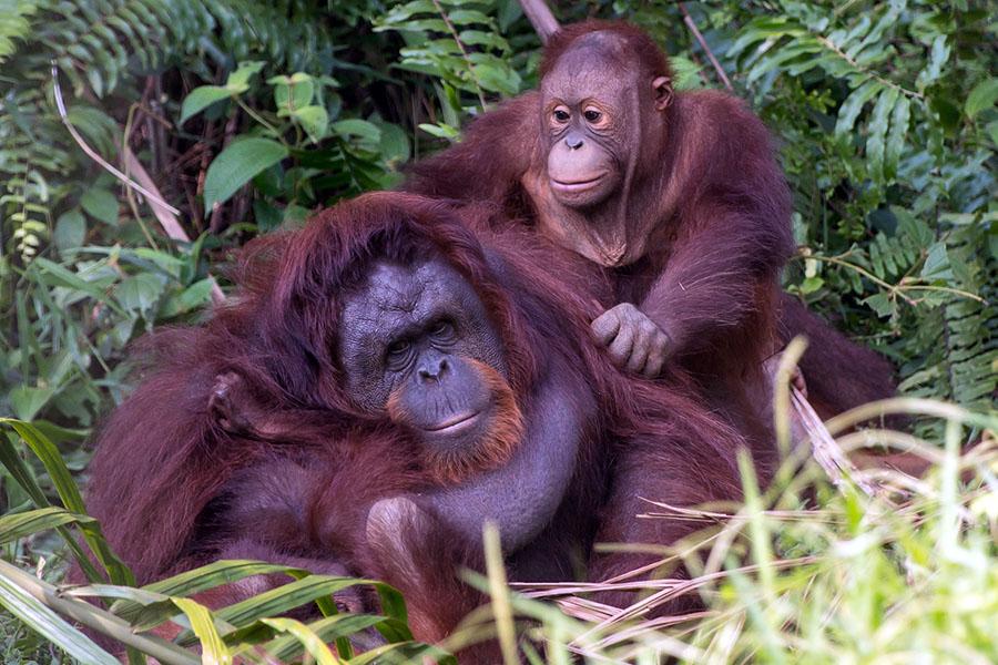 Orang Utans roam freely on the island