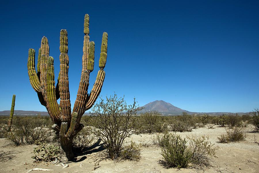 The desert, Baja California, Mexico