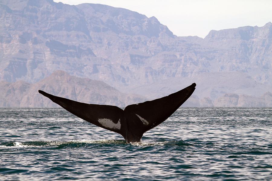 Whale watching, Baja California, Mexico