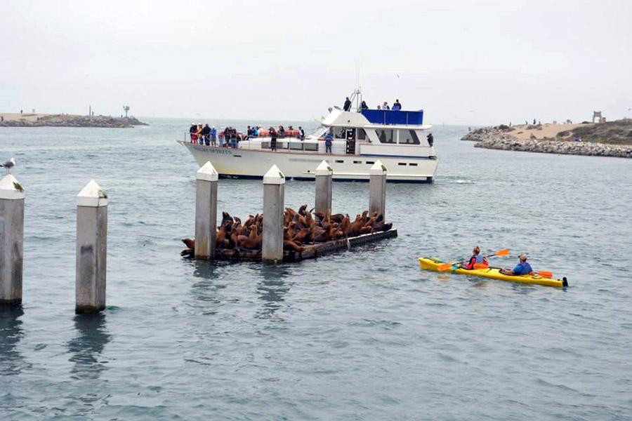 Go kayaking with sea otters like my colleague Milly did – a really up close experience! 