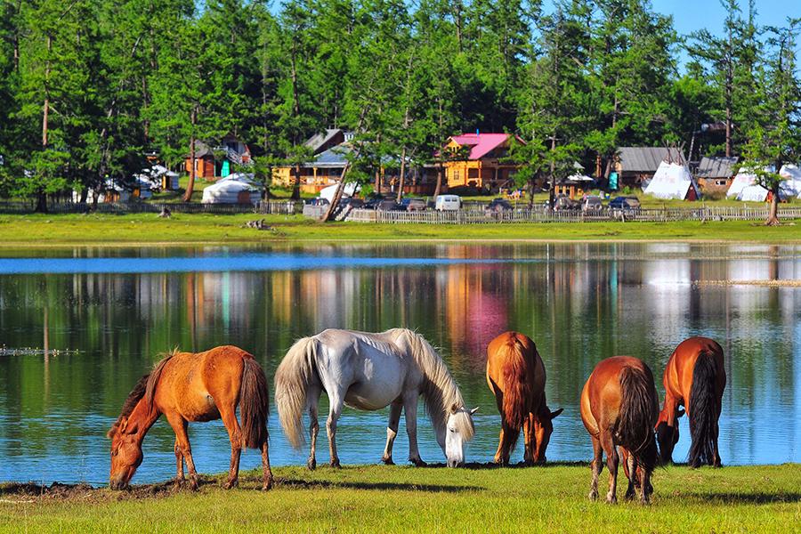 Horses graze on the banks of Lake Khuvsgul