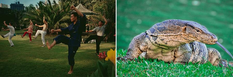 Lumphini Park and a Monitor lizard, Bangkok, Thailand