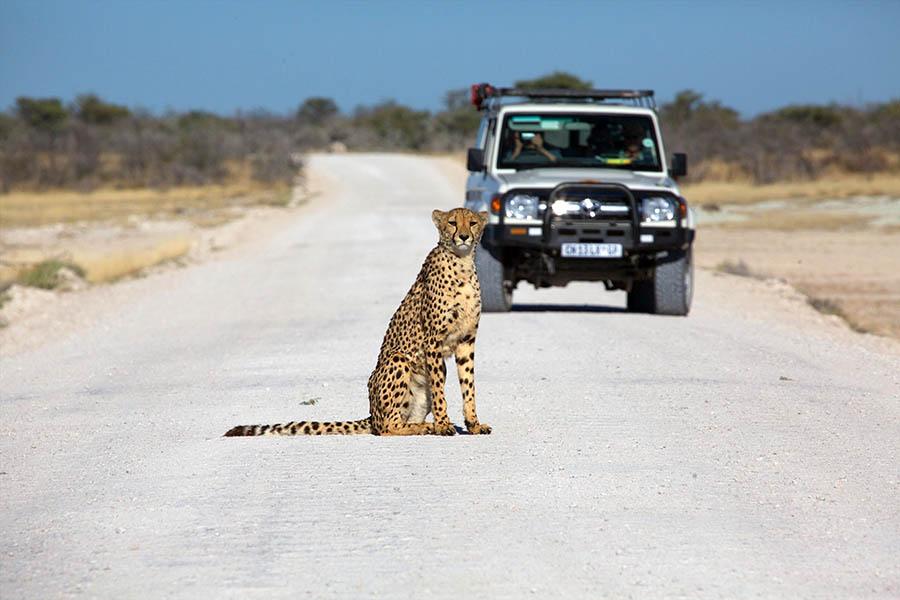 Etosha National Park is famed for it's vast array of wildlife