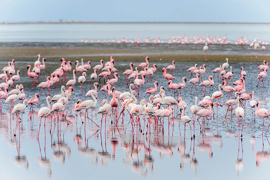 Look out for the pink flamingos of Walvis Bay