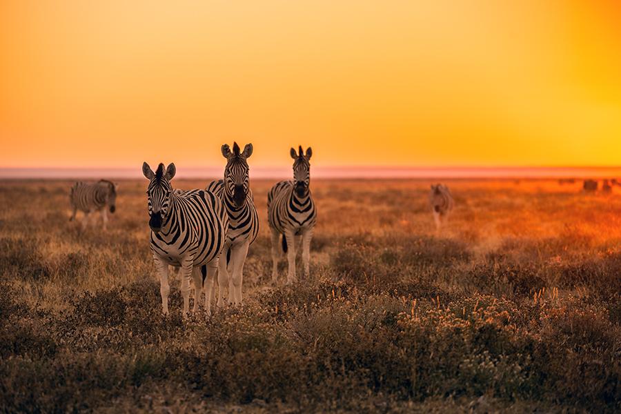 Zebra in Etosha National Park at sunrise | Travel Nation