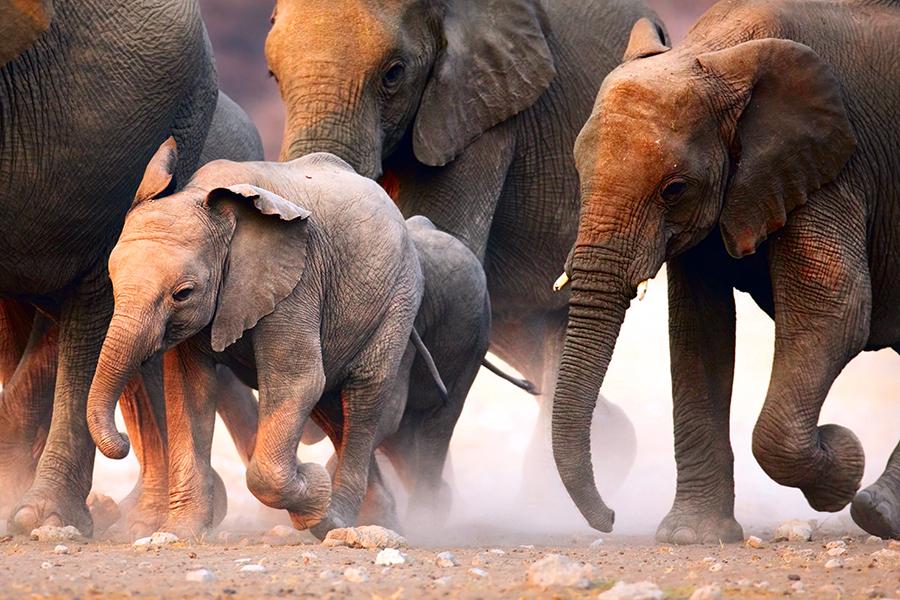 Elephants, Etosha National Park, Namibia