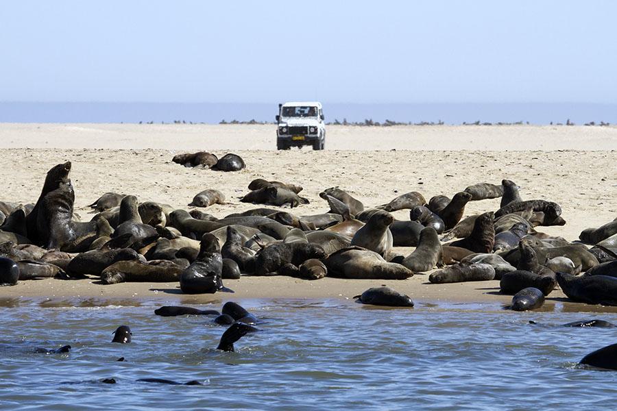 Explore the varied marine life of Walvis Bay 