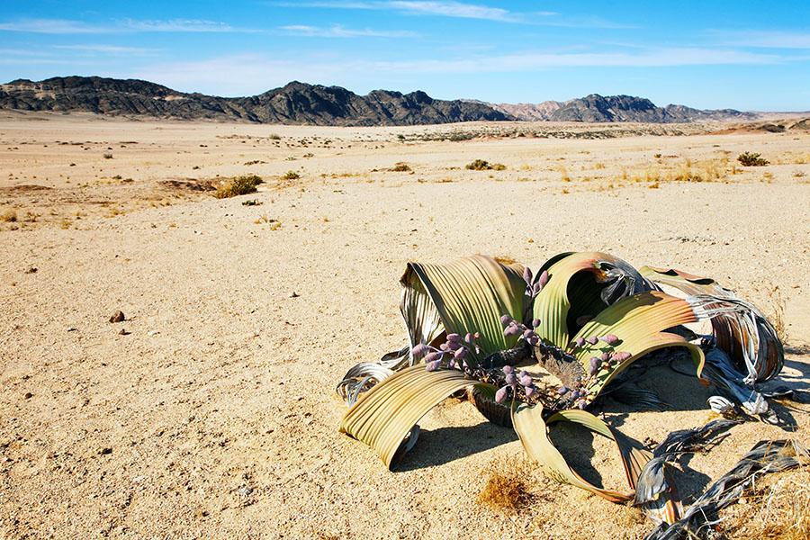 Discover the Namib Desert and see if you can find a Welwitschia plant