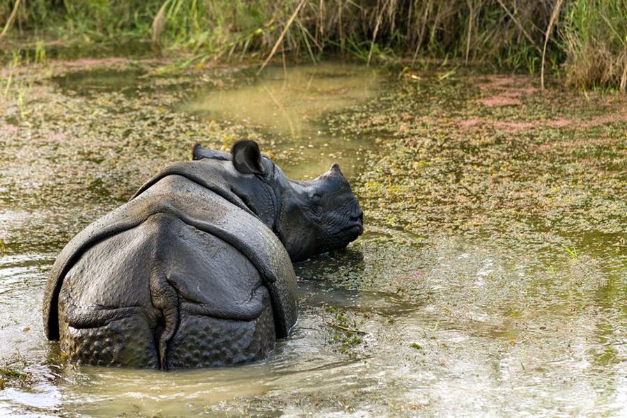 Rhino in Chitwan National Park