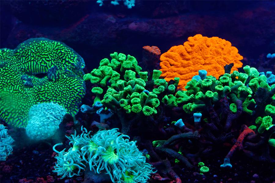 Ile des Pines is the perfect place to do a bit of snorkelling