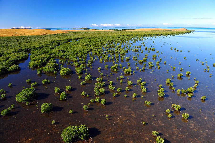 Sail through vast mangroves
