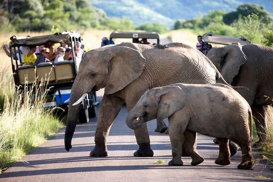 Search for elephants and buffalo on a bush safari | credit: Shepherd's Tree Game Lodge