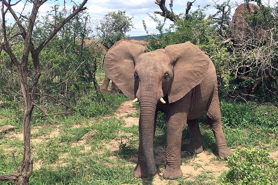 This park is full of wildlife