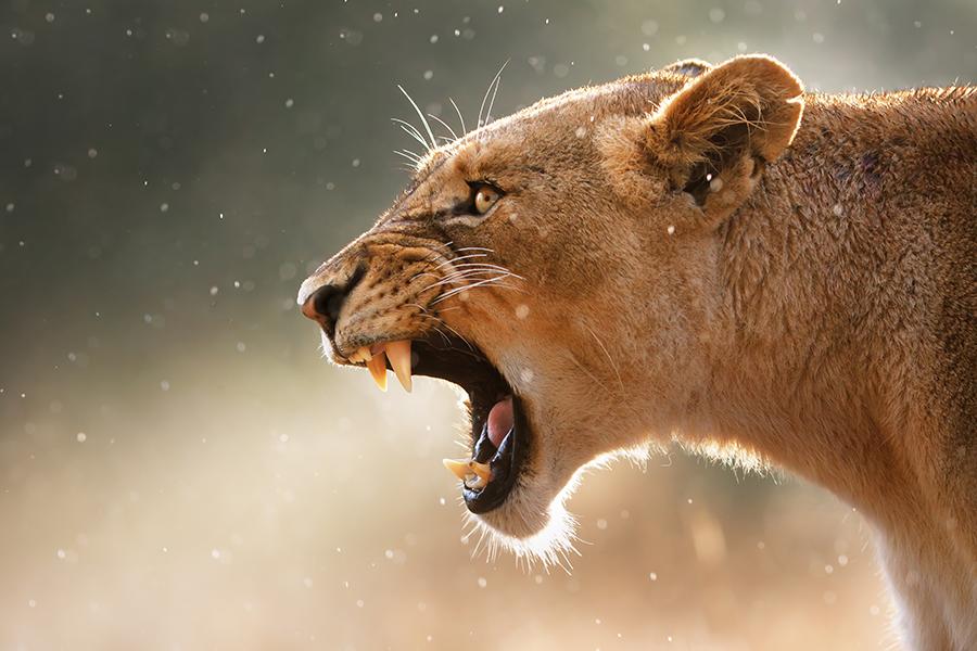 A lioness in Kruger National Park, South Africa