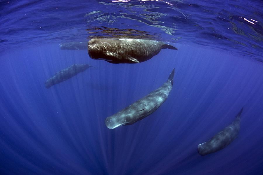 Sperm whale up close