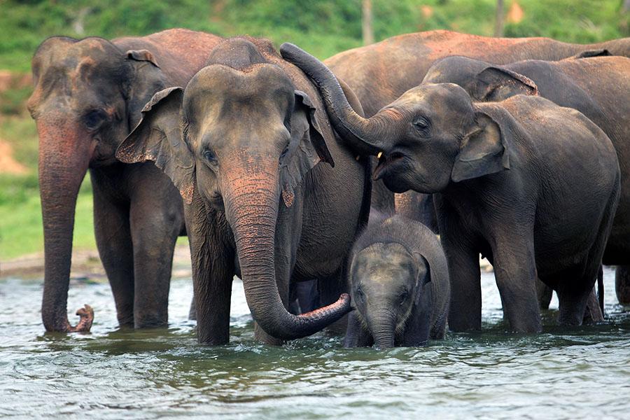 Sri Lanka is the perfect multi-centre holiday option to combine with the Maldives