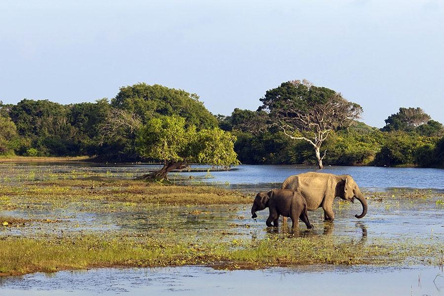 Elephants in the early morning at Yala National Park