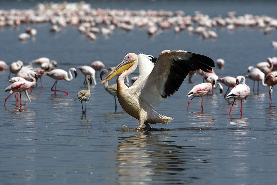Spot some white pelicans at Lake Manyara
