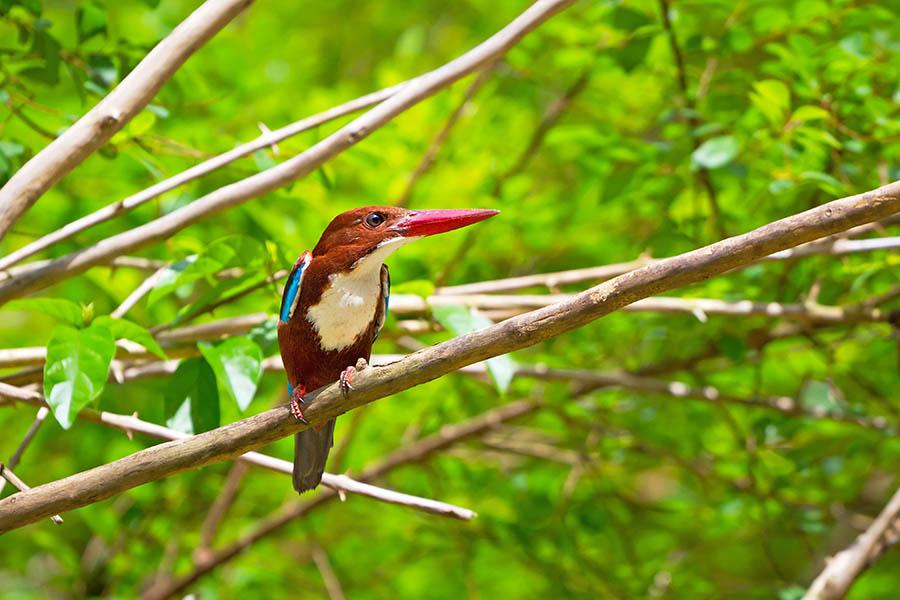Many exotic birds call this stunning nature reserve home