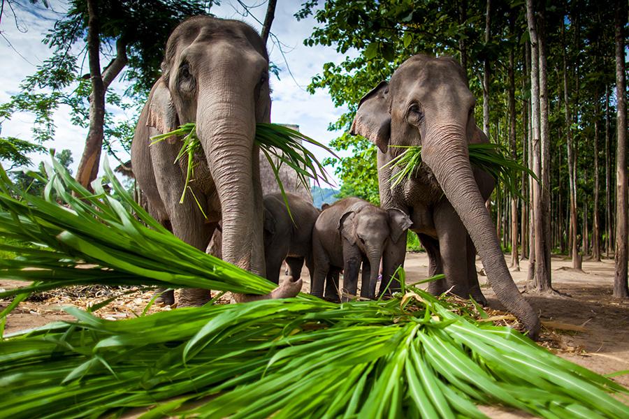 Thai elephants
