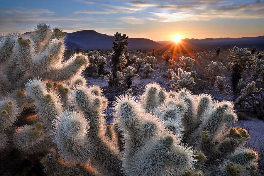 Explore the eerie landscape of Joshua Tree National Park