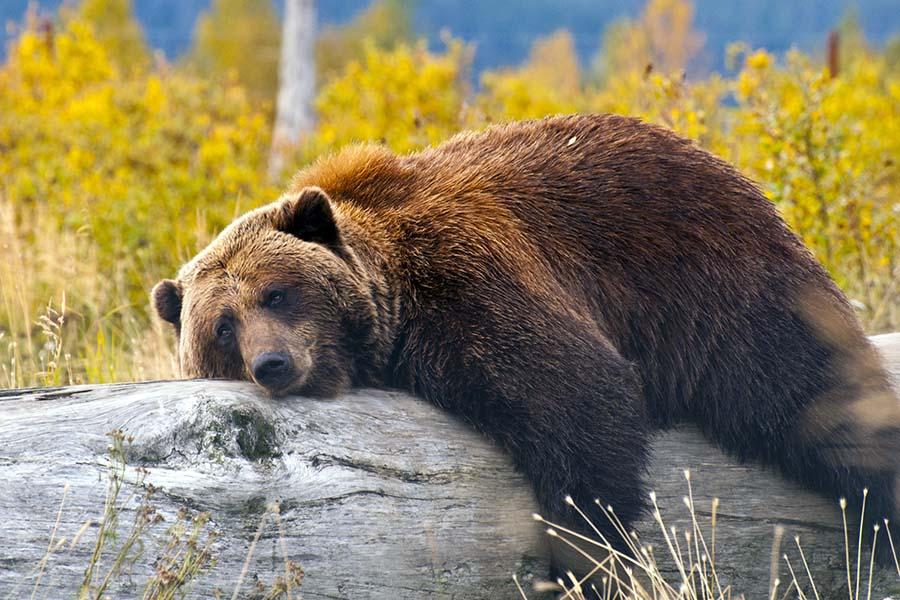 A black bear resting in Alaska