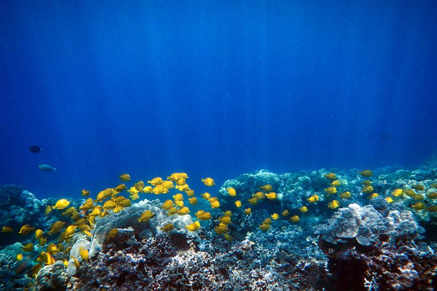 Snorkel in the warm Pacific waters 