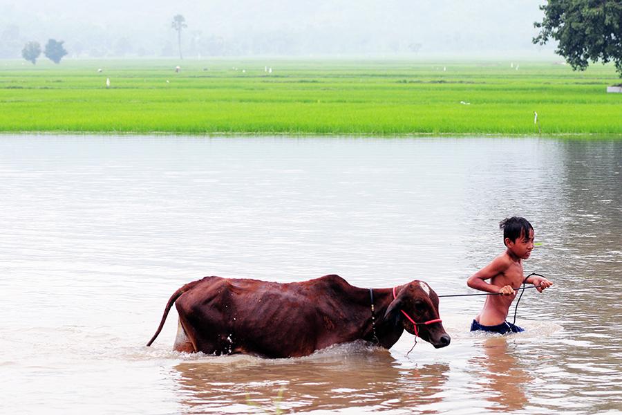 Boy and cow in the river, Sapa, Vietnam