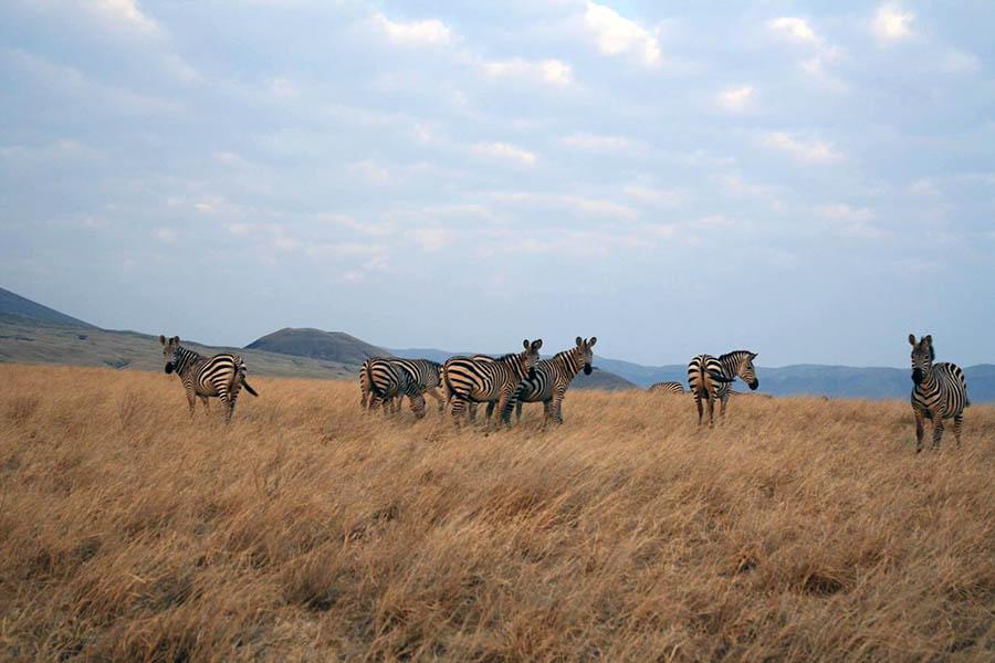 Tanzania is the perfect choice for an African safari