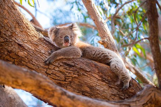 Spot koalas in the trees of the Adelaide Hills | Travel Nation